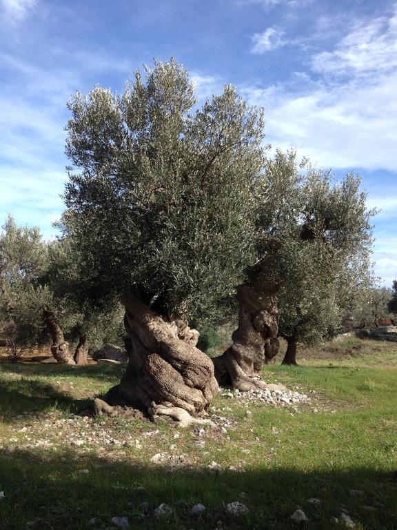 Masseria Purgatorio Fasano Exteriör bild